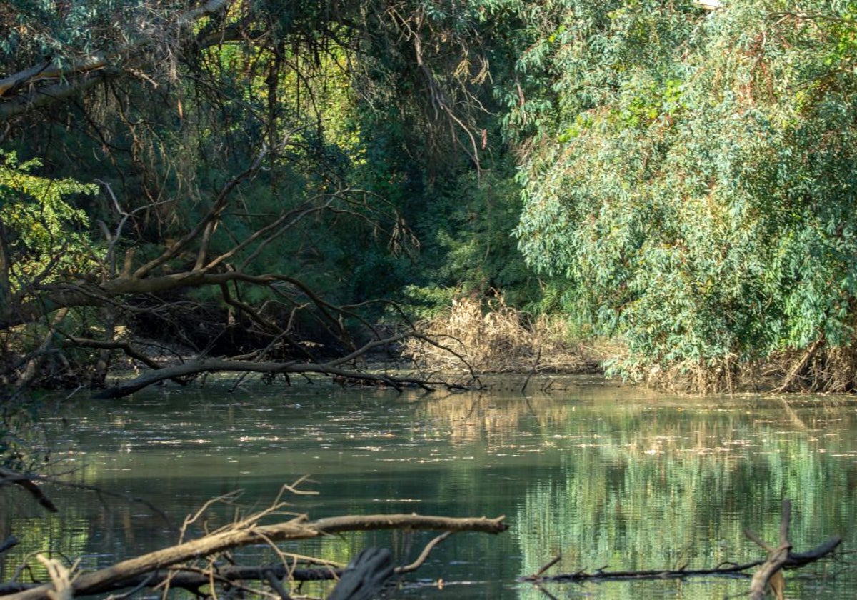 El Corredor Verde del Guadiamar es un oasis de verdor y vegetación en la provincia de Sevilla