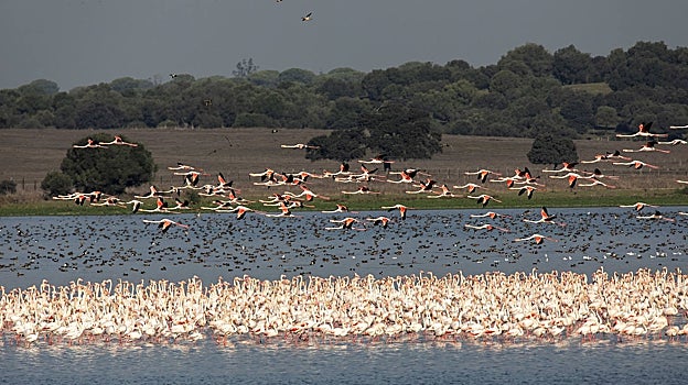 Flamencos en la Dehesa de Abajo, en La Puebla del Río
