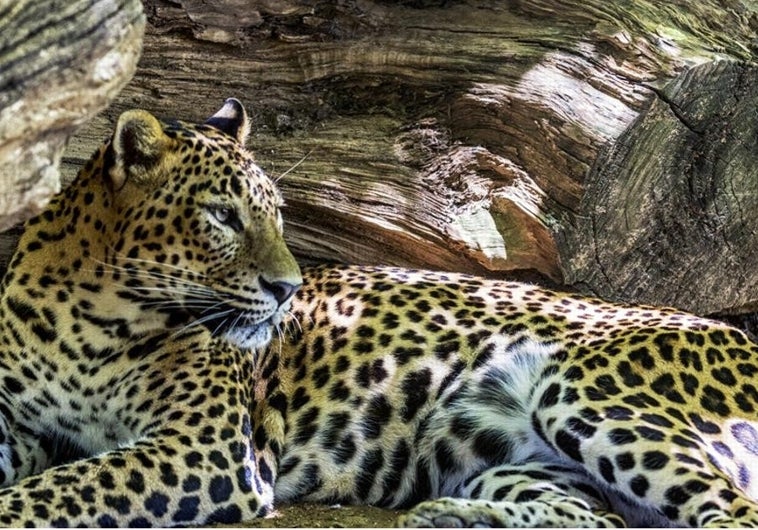 Leopardo de Sri Lanka