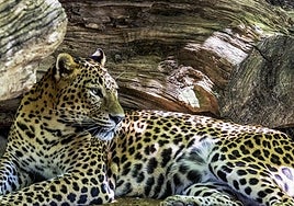 Los diez mejores zoológicos y acuarios de Andalucía