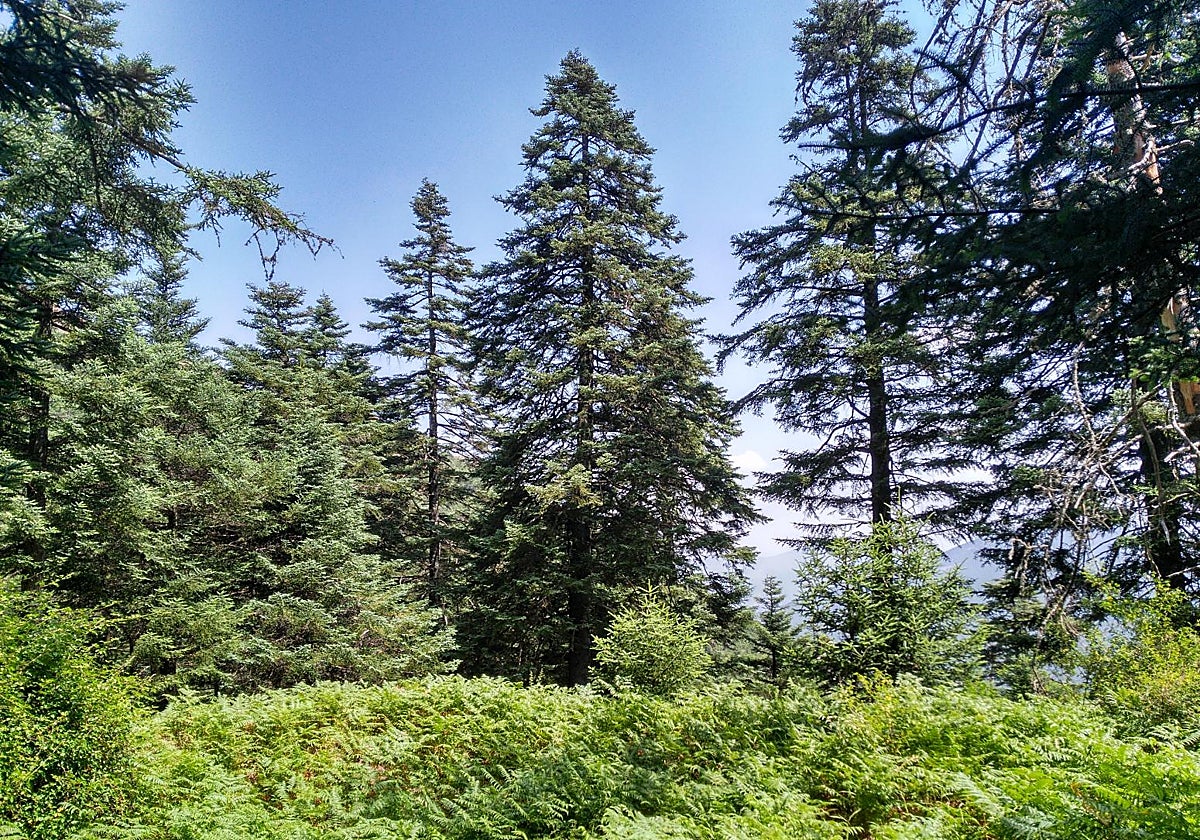 La vegetación es la reina en el paraje malagueño de Los Reales de Sierra Bermeja