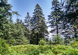 Los Reales de Sierra Bermeja, pasear en un bosque de pinsapos con vistas al Mar Mediterráneo
