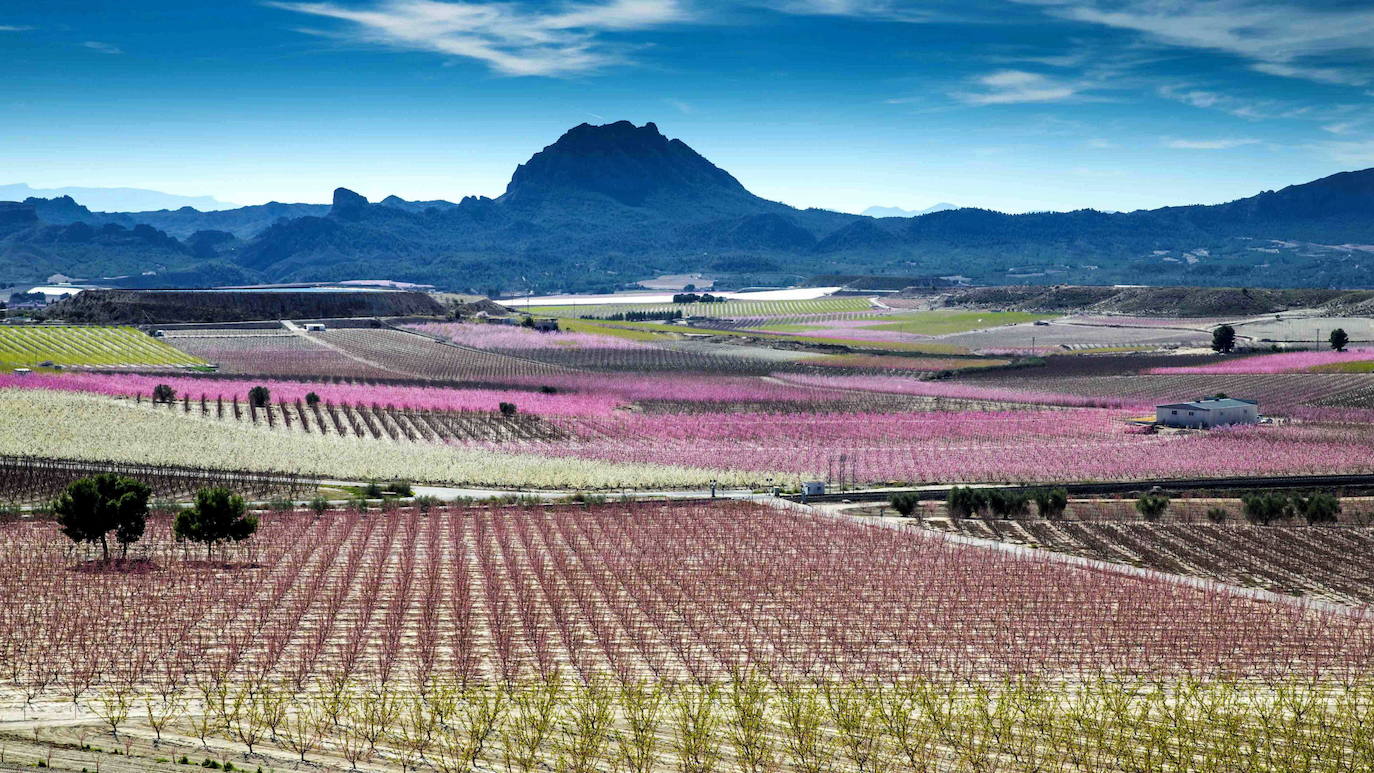 Melocotoneros en flor, en el paraje La Macetúa, en Cieza (Murcia). Esas flores de primavera se convertirán luego, de junio a agosto, en sabrosos melocotones