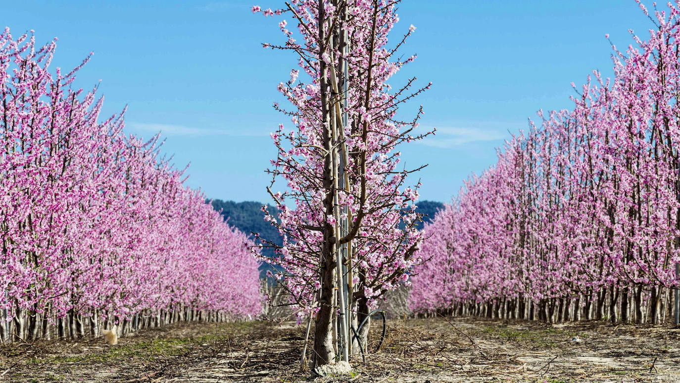 Melocotoneros en flor, en el paraje 'La Macetúa'
