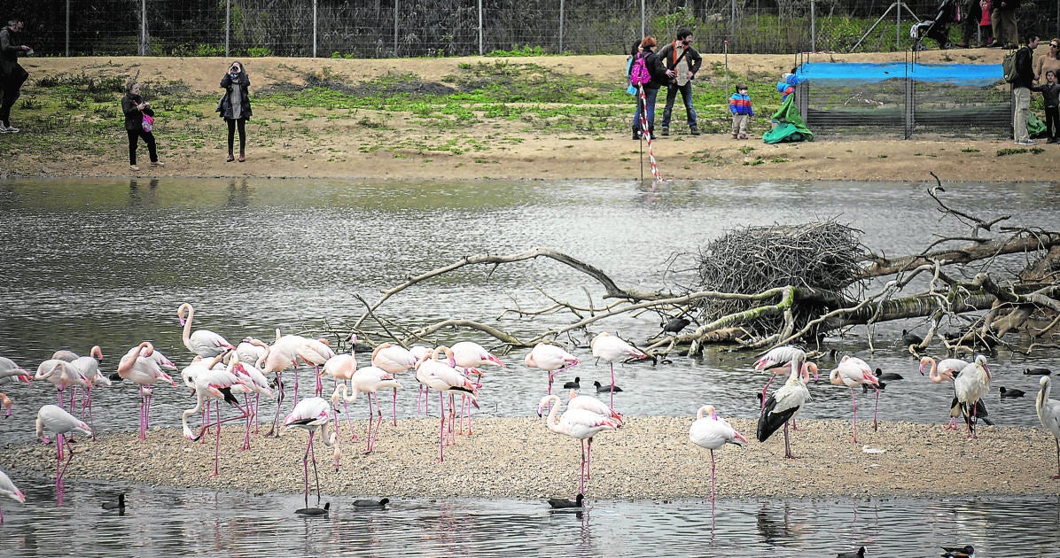 Flamenco en la Cañada de los Pájaros