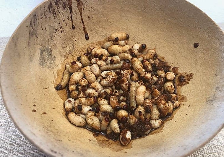 Viaje al maguey: de de los gusanos en el plato al origen del pulque, el tequila y el mezcal