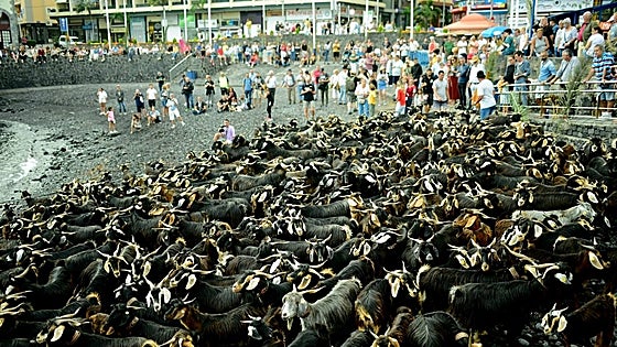 El Baño de las Cabras, la tradición milenaria más antigua y curiosa del día de San Juan