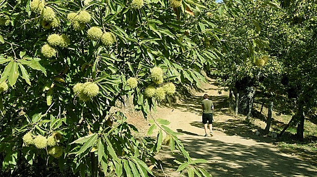 SEnderismo en Castaño del Robledo