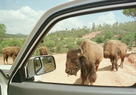 La Reserva del Castillo de las Guardas: una experiencia única con animales para divertirse en familia este verano