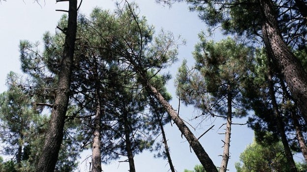 Este parque natural cuenta con extensos pinares y zonas en las que los árboles son los protagonistas