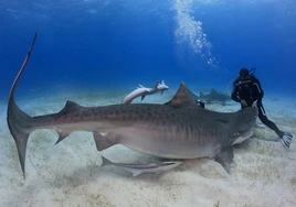 Cara a cara con tiburones por 150.000 euros: turismo de lujo sin jaulas y sin miedo