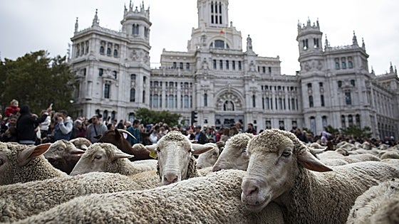 El camino que siguen las mil ovejas y 200 cabras que pasarán por el centro de Madrid