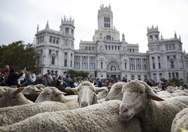 El camino que siguen las mil ovejas y 200 cabras que pasarán por el centro de Madrid