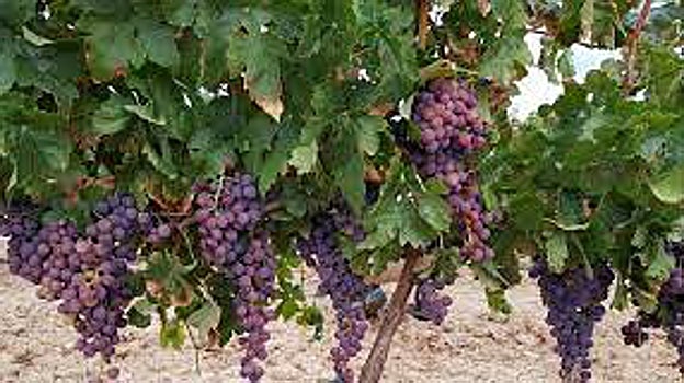 La uva rome sólo se da en la zona de Alhama de Granada y en la cercana Axarquía malagueña