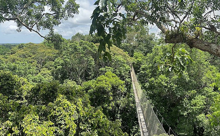 Imagen principal - El antropólogo Peter Stonewall Jenson tuvo la idea de esta obra en los primeros años de los años 90 del pasado siglo. En sus orígenes estas pasarelas sólo fueron utilizadas por los científicos, aunque poco después se autorizó el paso a turistas