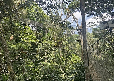 Imagen secundaria 1 - El antropólogo Peter Stonewall Jenson tuvo la idea de esta obra en los primeros años de los años 90 del pasado siglo. En sus orígenes estas pasarelas sólo fueron utilizadas por los científicos, aunque poco después se autorizó el paso a turistas