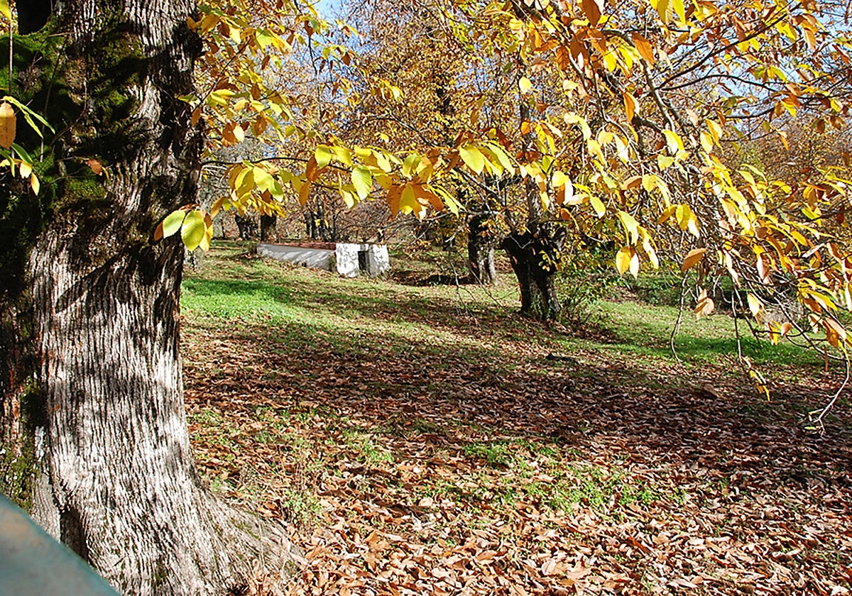 Castañar en Castaño del Robledo