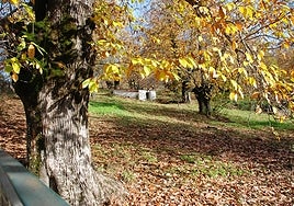 Pueblos únicos para disfrutar del castañar en la Sierra de Aracena