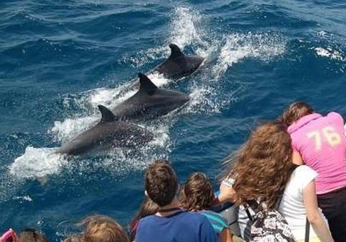 Delfines a centímetros del barco, una experiencia inolvidable