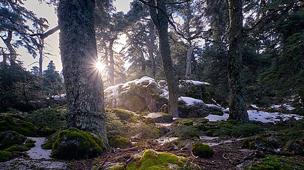 Pinsapos en la Sierra de las Nieves en Málaga.