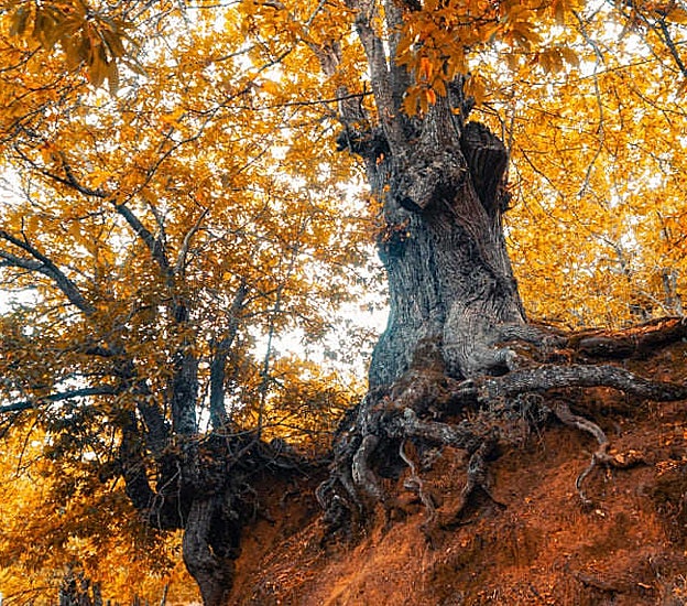 Castaños en el Bosque de Cobre del Valle del Genal en Málaga.