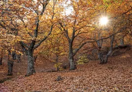 Los bosques de Andalucía en los que podrás desconectar y perderte este otoño: ¿En qué provincias se encuentran?