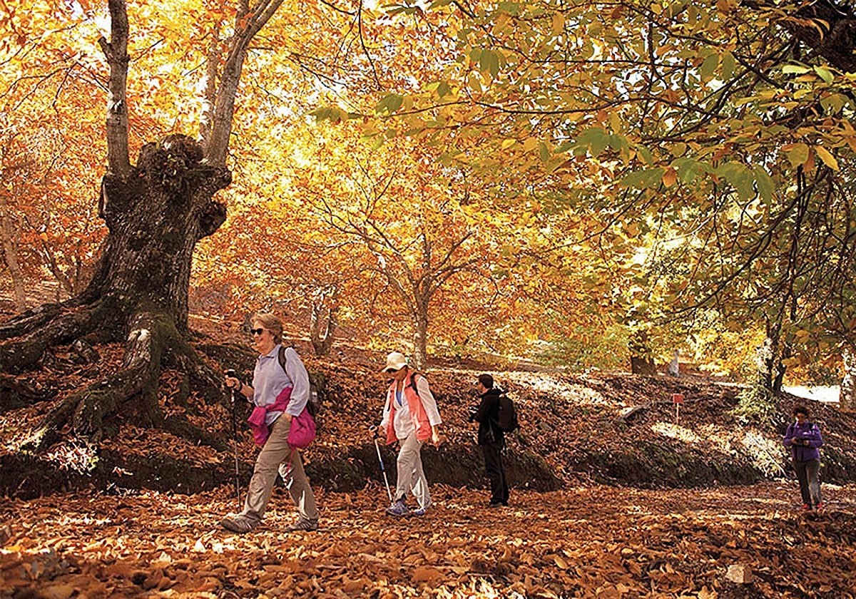 Personas haciendo senderismo en el Bosque de Cobre