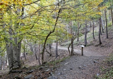 Un bosque de hayas mágico en el Sistema Central que es patrimonio de la humanidad