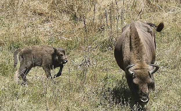 Bisontes de San Cebrián de Mudá