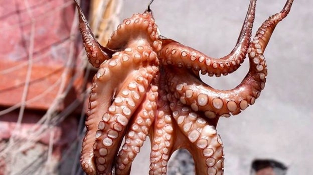 Pulpo seco de la empresa Mar de Adra de Almería.