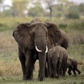 Este es el mejor parque en África para hacer un safari