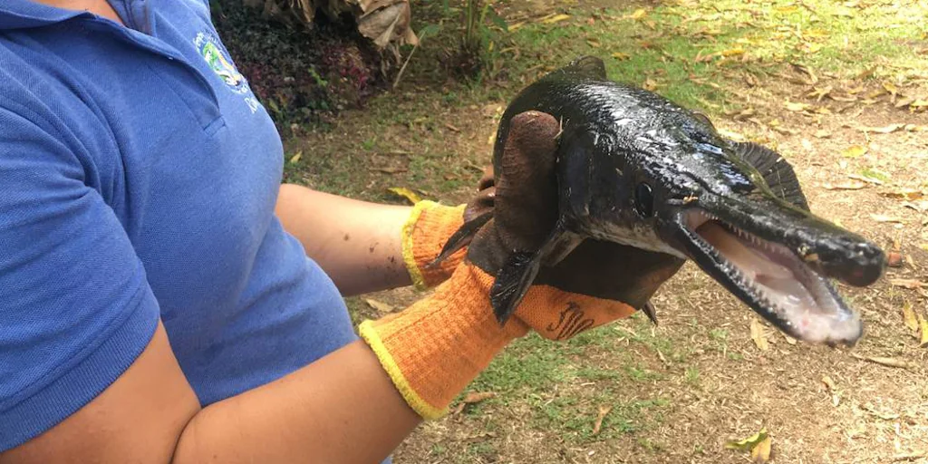 Este es el pez prehistórico más preciado que buscan los aventureros en Costa Rica