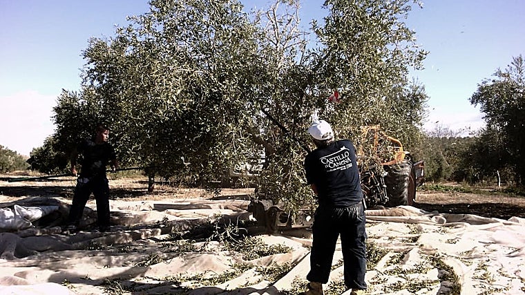 Actividad del vareador