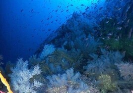 Invierno submarino: aventuras de buceo en las aguas de La Herradura