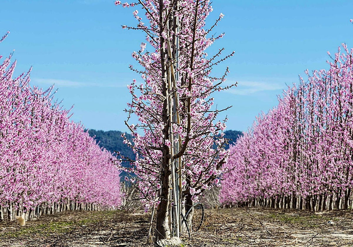 Melocotoneros en flor, en el paraje La Macetúa, en Cieza (Región de Murcia)
