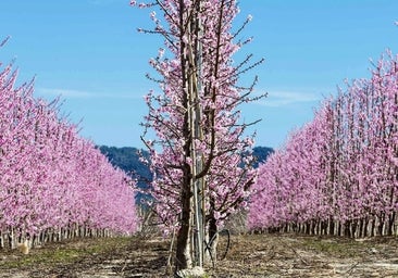 El pueblo donde ver una deslumbrante floración de los melocotoneros