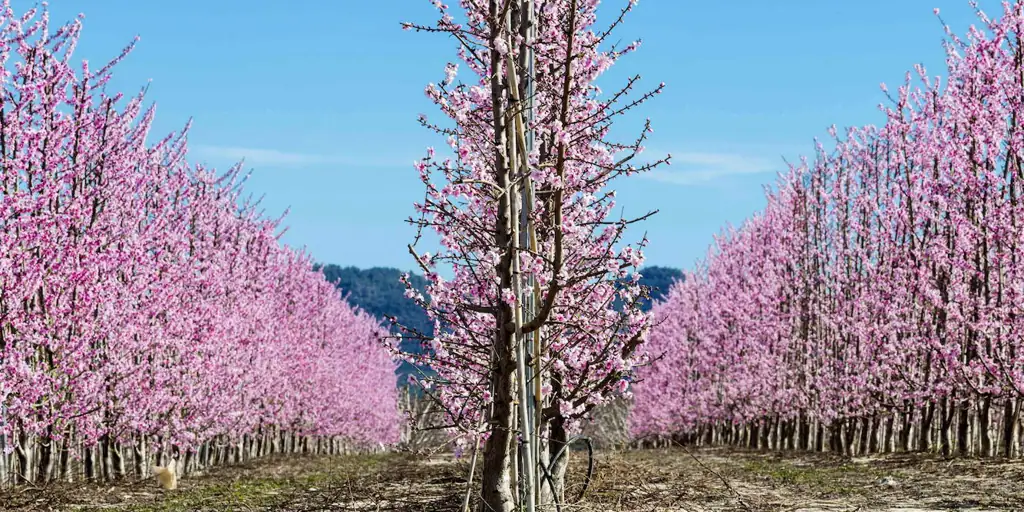 El pueblo donde ver una deslumbrante floración de los melocotoneros