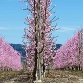 El pueblo donde ver una deslumbrante floración de los melocotoneros