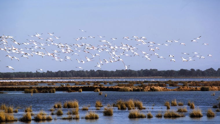 Parque Natural Doñana