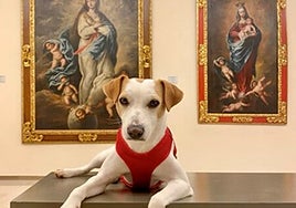 Dónde viajar con perros en Andalucía: ocho destinos para escaparte con tus mascotas