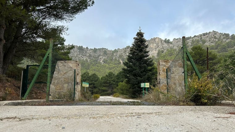 En el municipio de Yunquera, ubicado en la Sierra de las Nieves, se encuentra una de las extensiones más grandes de pinsapos