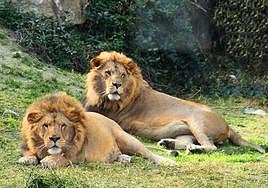 Ruta familiar por los zoológicos de Andalucía: estos son los mejores lugares para ver especies exóticas