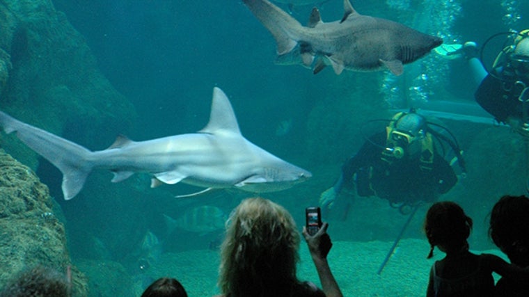 Aquarium Costa de Almería en Roquetas de Mar (Almería)