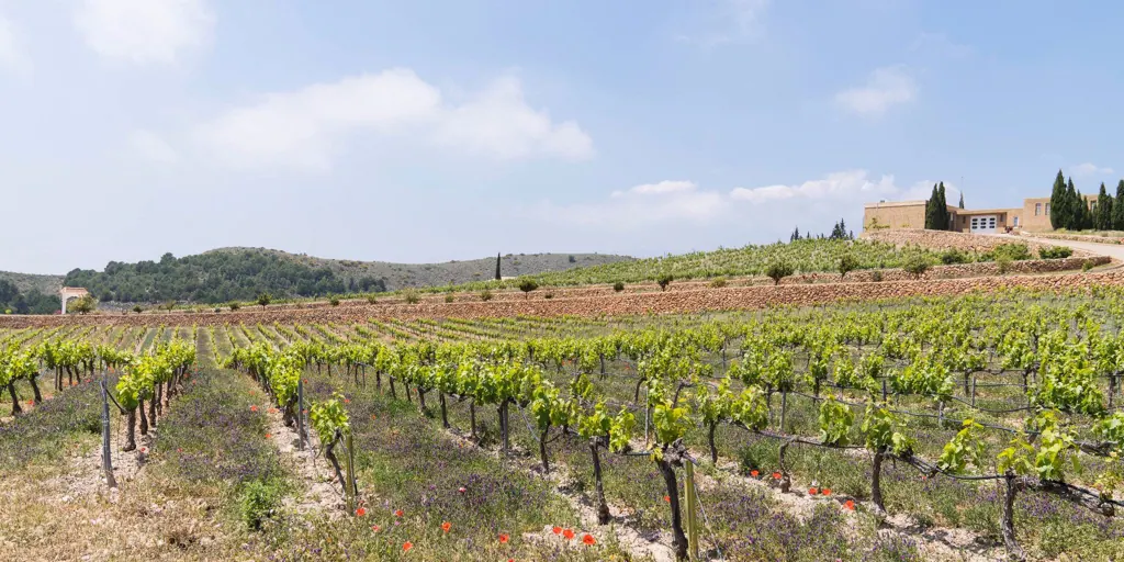 Ruta de enoturismo en Almería: estas son las bodegas favoritas por los viajeros