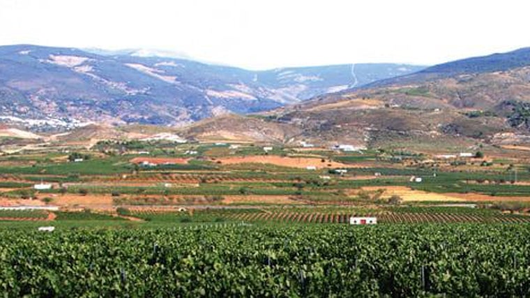 Vista de los viñedos de Condado de Ojancos en Laujar de Andarax.