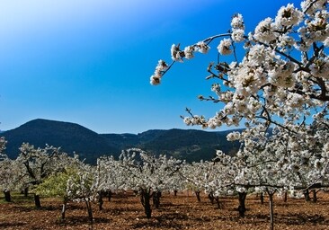 Imagen de los cerezos en flor del valle de Caderechas, Burgos