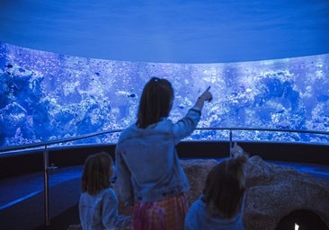 Ocho mil corales, diez mil peces y 260.000 litros de agua: el mayor arrecife de coral fuera del océano