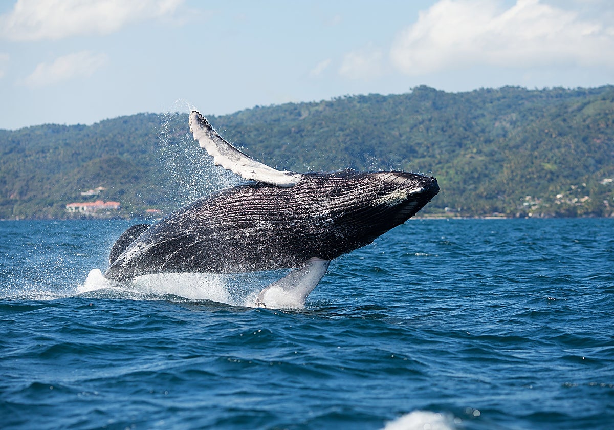 Las ballenas jorobadas realizan prodigiosos saltos en la Bahía de Samaná