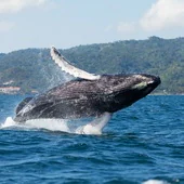 Las ballenas jorobadas realizan prodigiosos saltos en la Bahía de Samaná