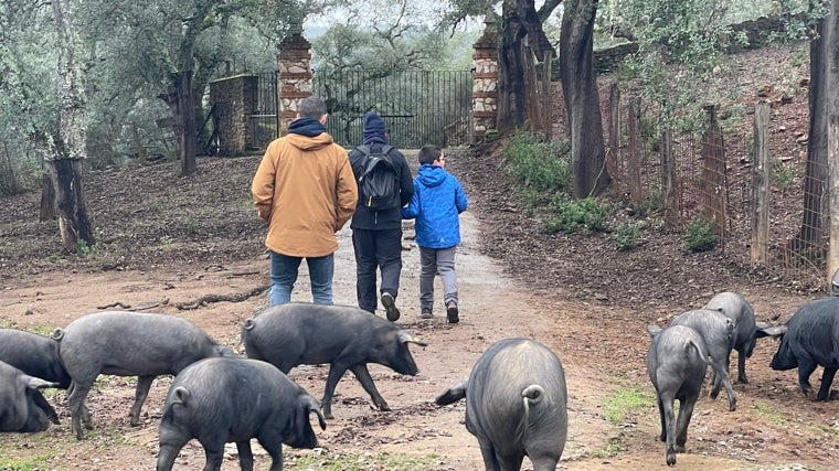 Visita a la dehesa de Jamones y Embutidos Vázquez en Aracena.